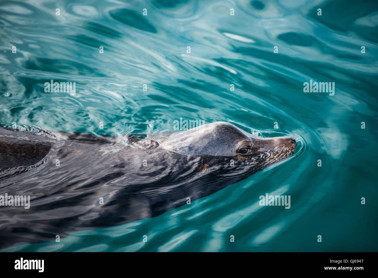 Guarnizione grigio, noto anche come il sigillo dell'Atlantico. La vita selvatica animale. Foto Stock