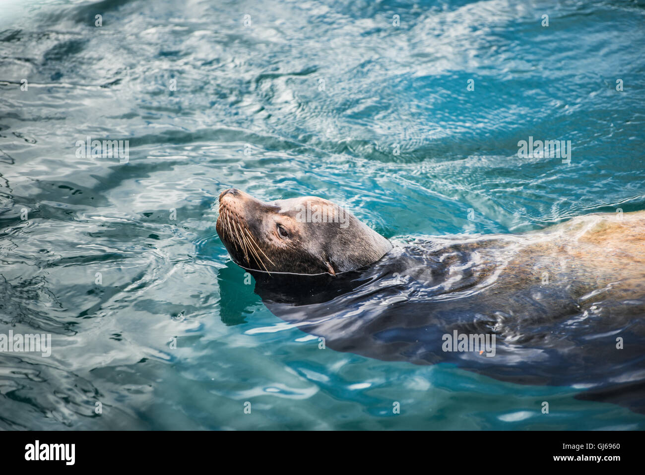 Guarnizione grigio, noto anche come il sigillo dell'Atlantico. La vita selvatica animale. Foto Stock