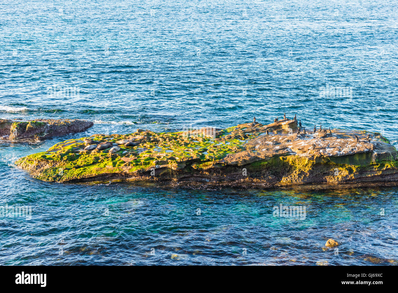 Guarnizione grigio, noto anche come il sigillo dell'Atlantico. La vita selvatica animale. Foto Stock