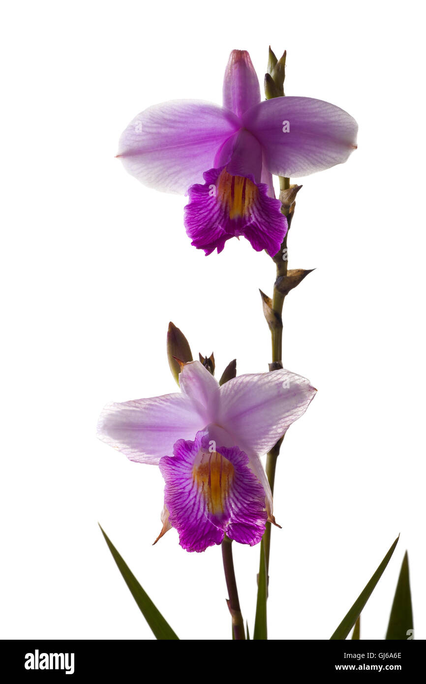 orchidea Foto Stock