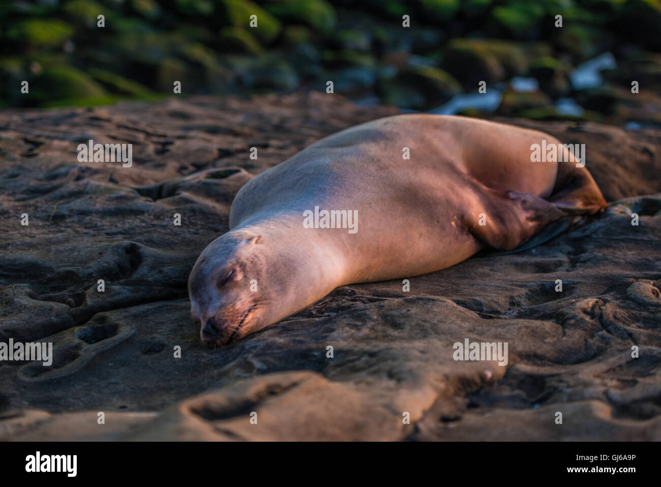 Guarnizione grigio, noto anche come il sigillo dell'Atlantico. La vita selvatica animale. Foto Stock