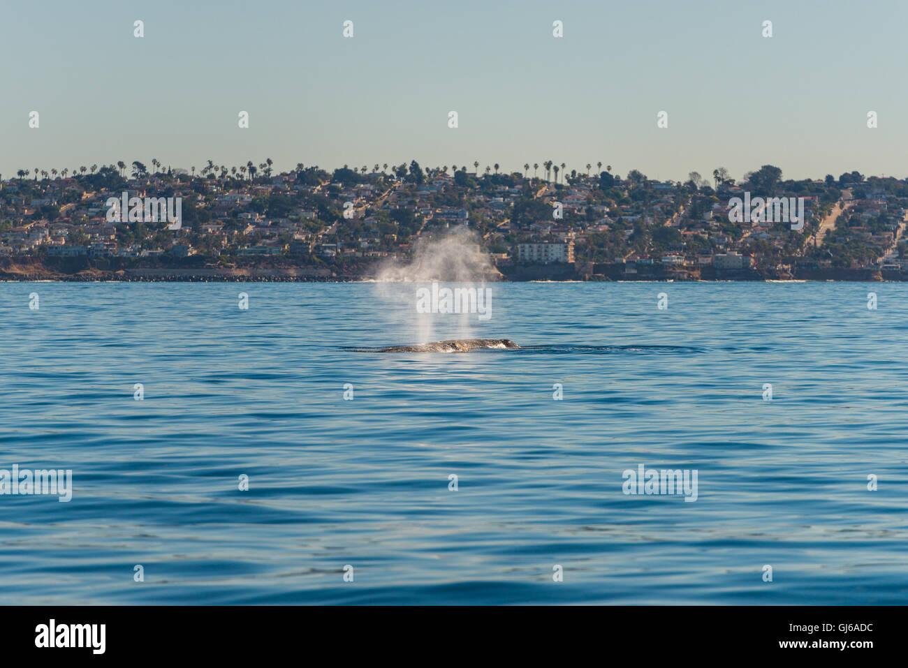 Humpback Whale Foto Stock