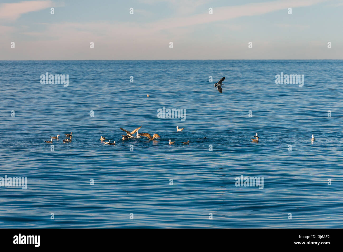Grande pelican in volo sopra il livello del mare Foto Stock