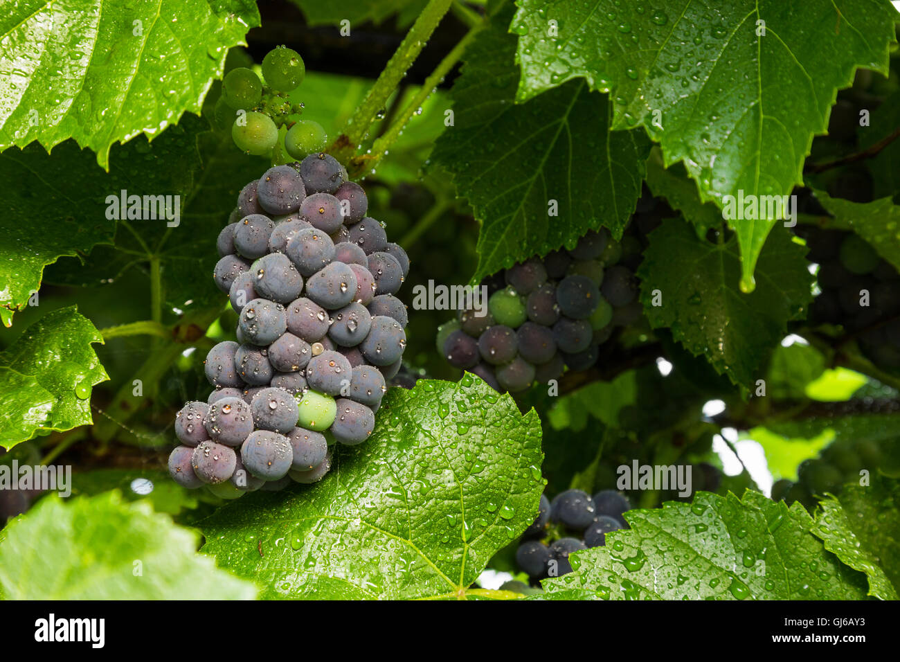Un grappolo di uva da vino la maturazione sulla pianta. Foto Stock