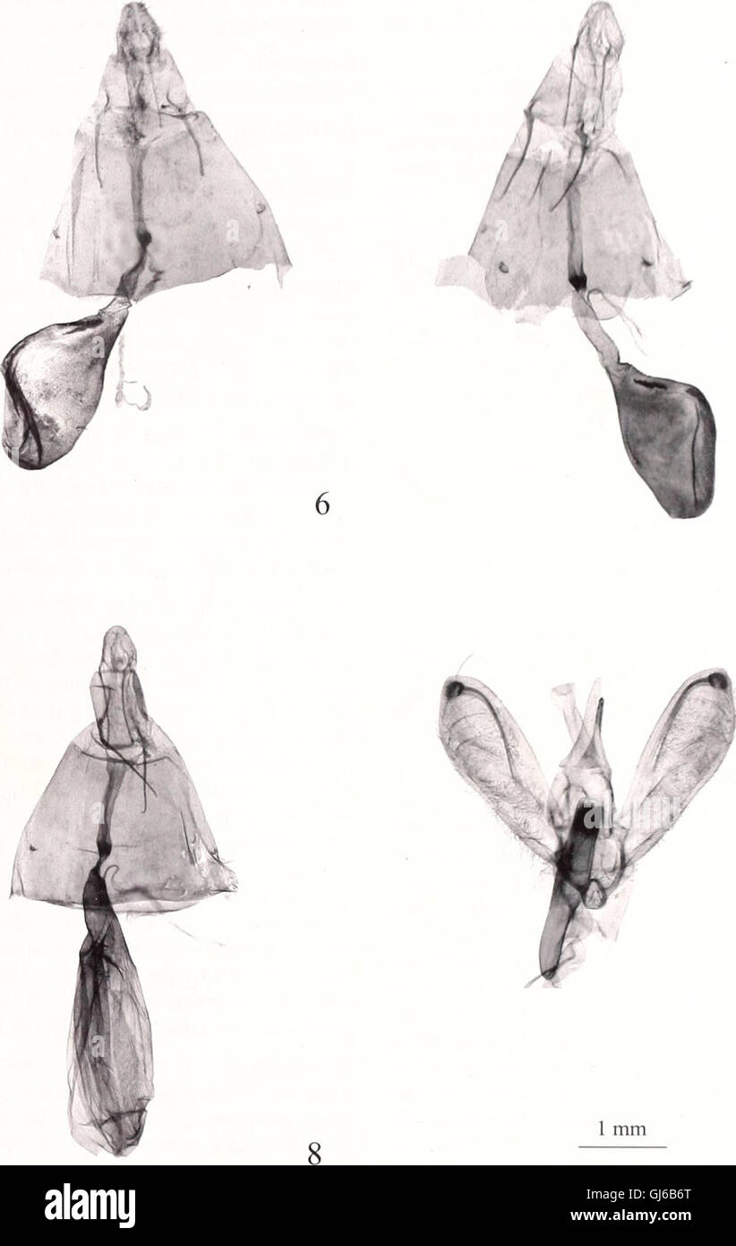 L'edizione 2005 di Bonner Zoologische Beiträge, una rivista pubblicata dall'Istituto di ricerca Zoologica e Museo Alexander Koenig a Bonn. Questa pubblicazione si concentra sulla ricerca zoologica, compresi gli studi sul comportamento animale, l'ecologia e la tassonomia. Foto Stock