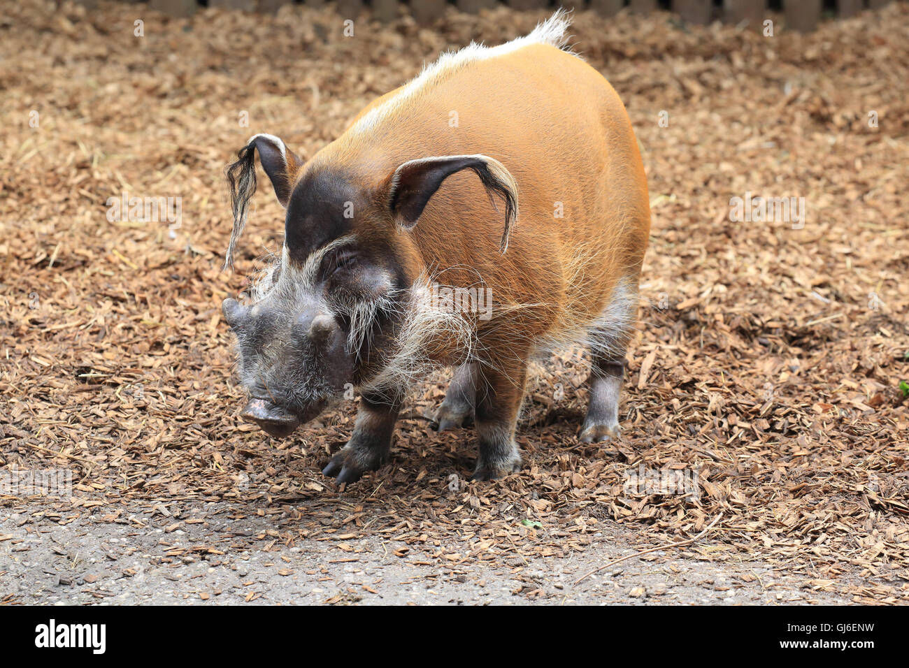 Bush pig, cinghiale, Potamochoerus porcus Foto Stock