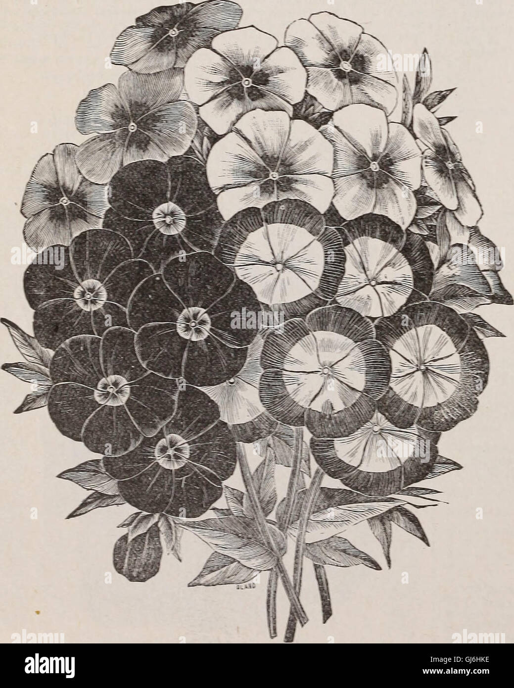 Catalogo descrittivo di verdure, fiori e semi di fattoria - Bulbi, radici, piante, strumenti (1894) Foto Stock