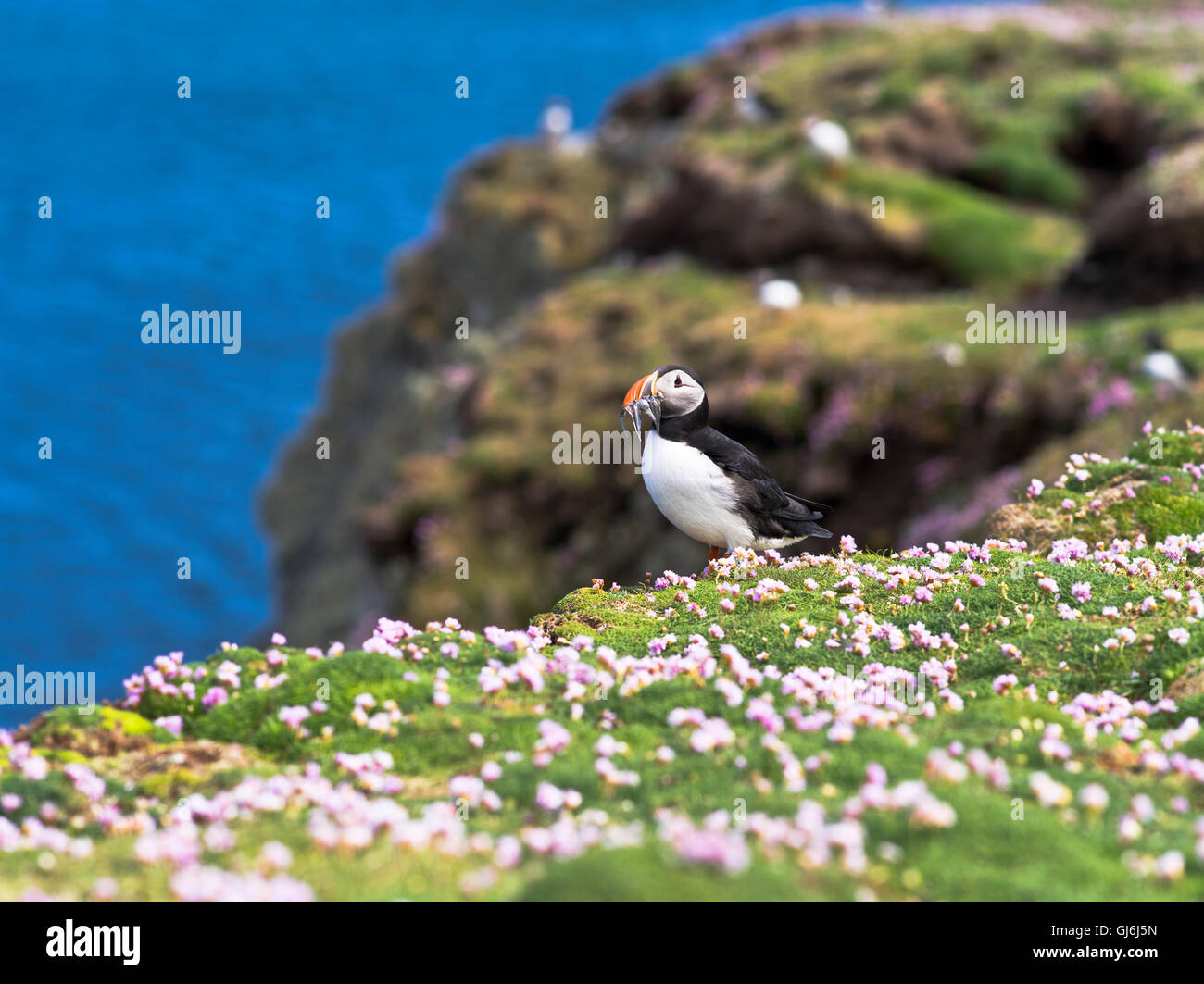 dh Bu Ness FIERA ISLE SHETLAND Puffin con anguille di sabbia in bill thrift scogliera cima selvaggia scozia puffins uccelli seabird sandeel Foto Stock