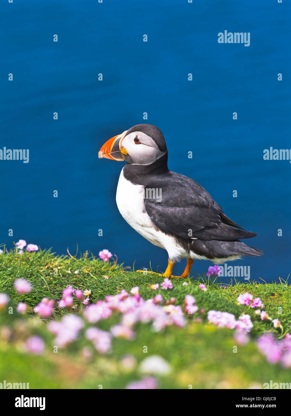 dh Bu Ness FIERA ISLE SHETLAND Fratercla artica su Thrift pulcinelle in cima alla scogliera l'isola di scozia uccello selvatico pappagallo puffin Foto Stock