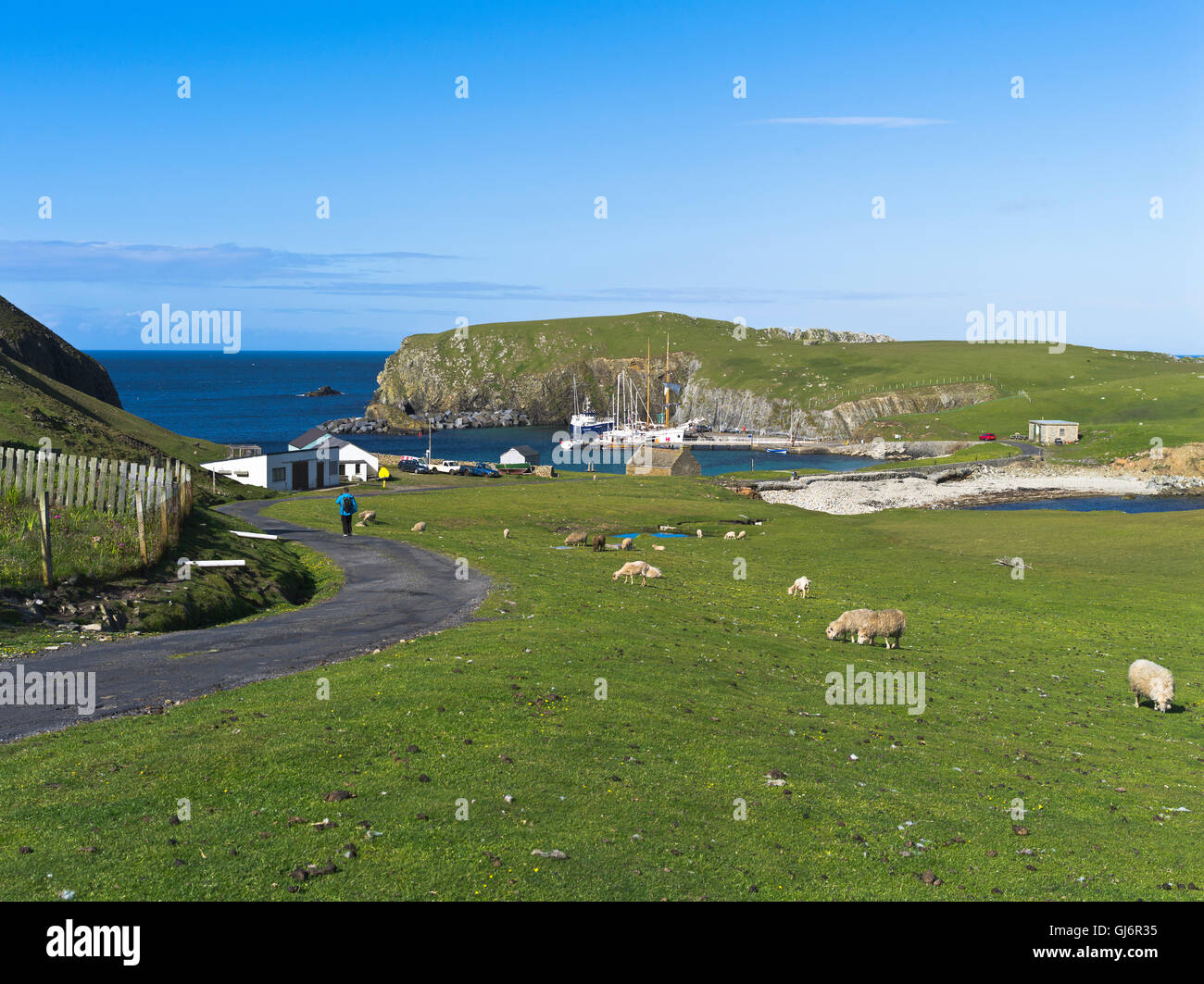 dh North Haven FIERA ISLE SHETLAND Hiker a piedi lungo la strada per il porto di pecore pascolo persone scozia Foto Stock