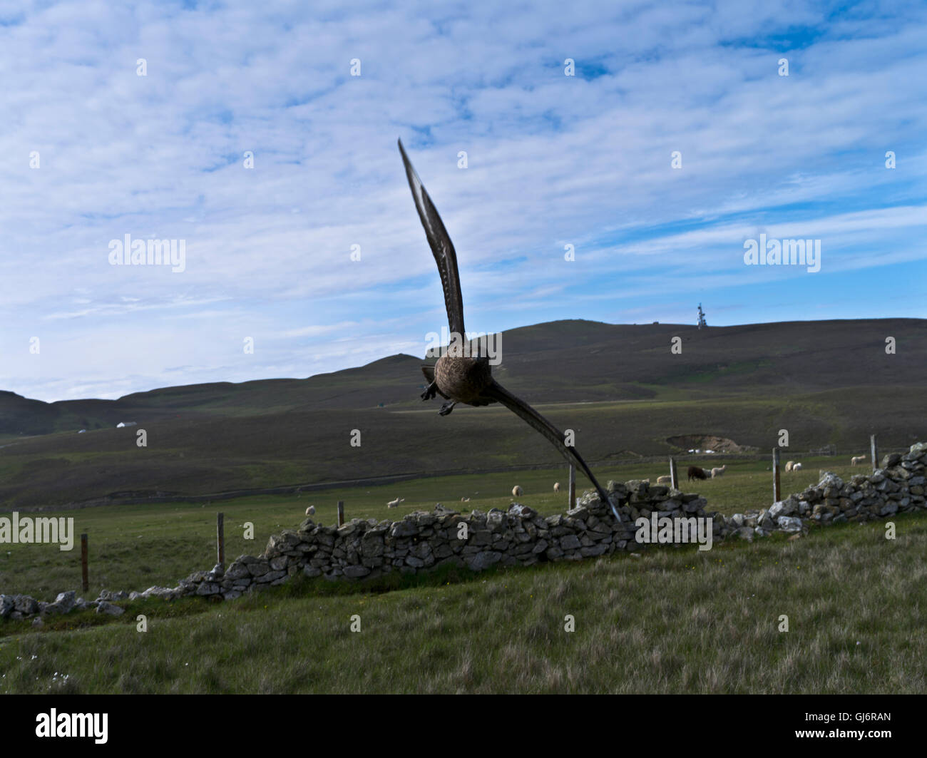 Dh grande Skua FAIR ISLE SHETLAND grande Skua attaccando stercorarius uk attacco uccello volo Scozia Gran Bretagna Foto Stock