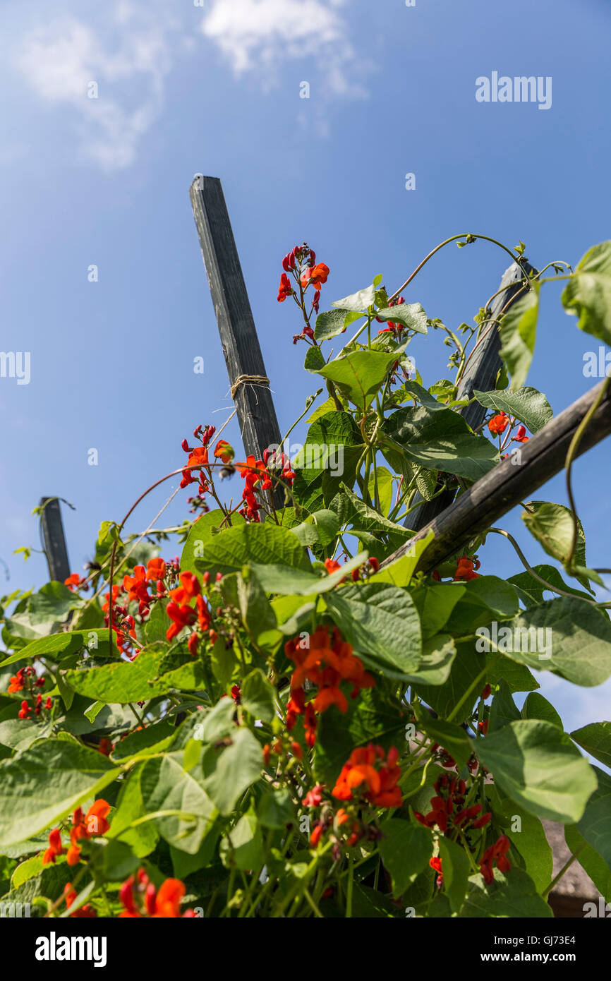 Fagiolo di fuoco sul traliccio, fiori rossi, Phaseolus coccineus Foto Stock
