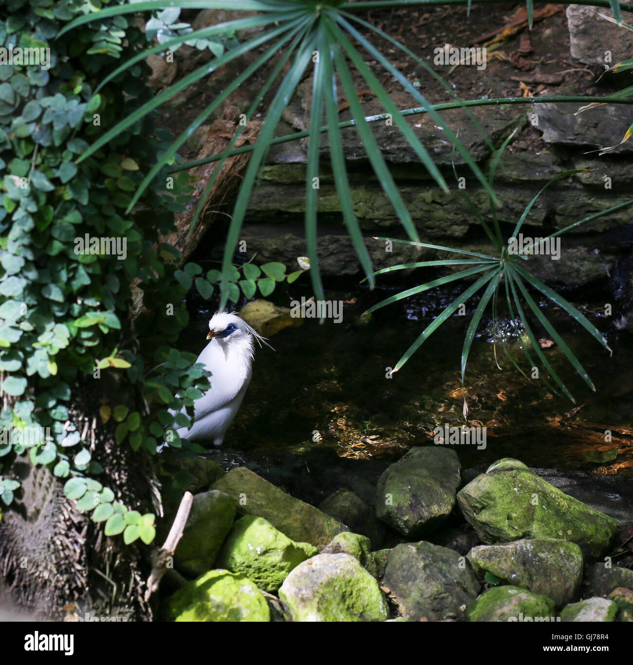 Raro uccello di Bali starling mynah white bird la balneazione nel flusso Foto Stock