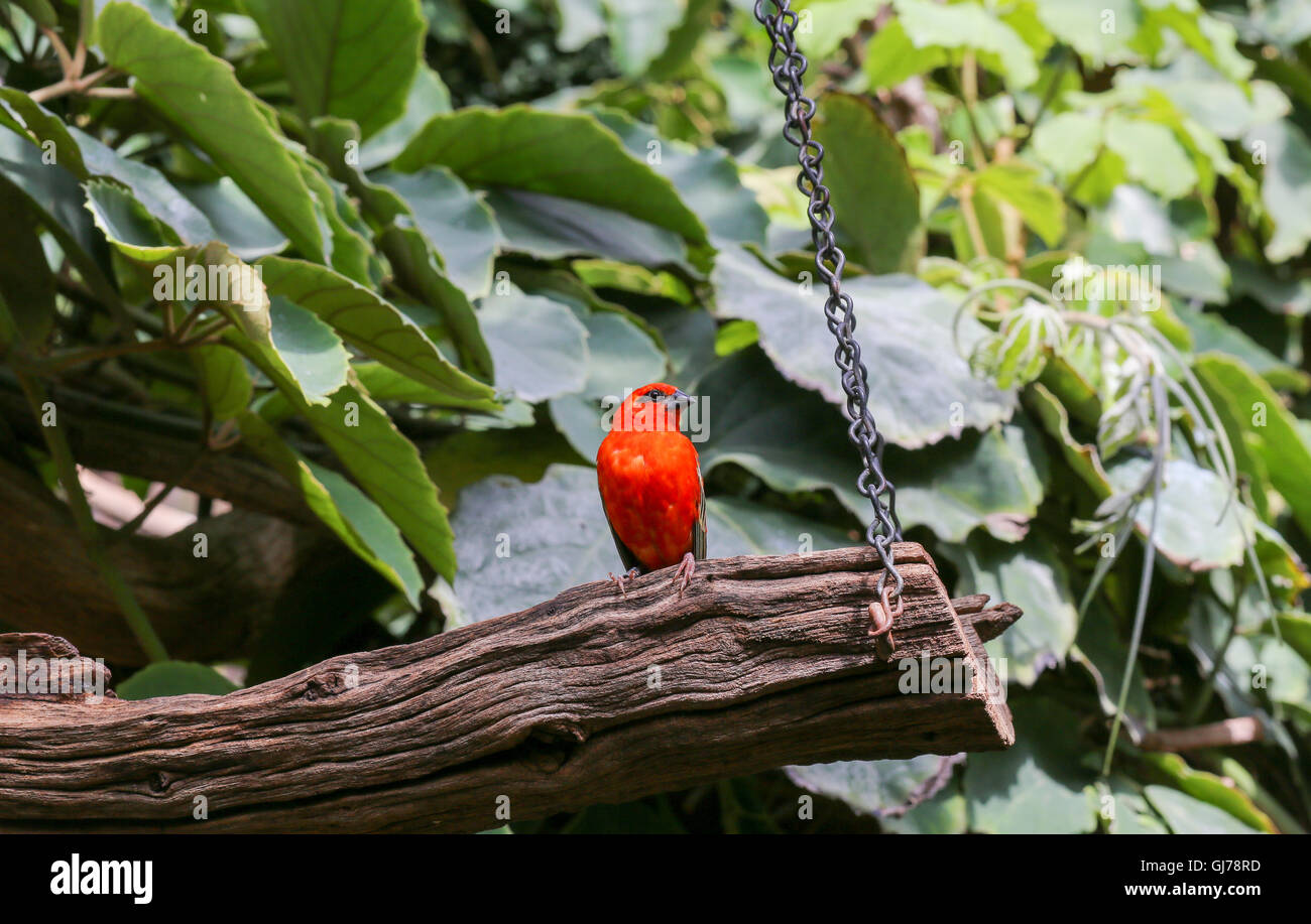 Rosso Cardinale o il Madagascar Fody (Foudia madagascariensis) uccello in uno zoo Foto Stock