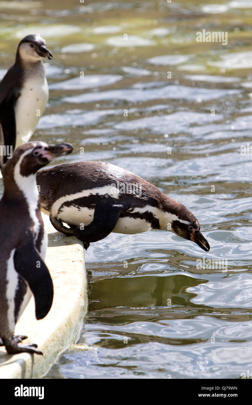 Pinguini Humboldt Spheniscus Humboldti at Woburn Safari Park Woburn, Bedfordshire, Inghilterra Foto Stock