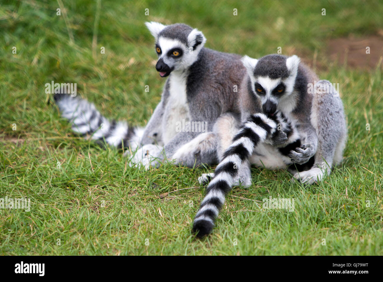 In bianco e nero lemure ruffed Varecia variegata at Woburn Safari Park a Woburn, Bedfordshire, Inghilterra Foto Stock
