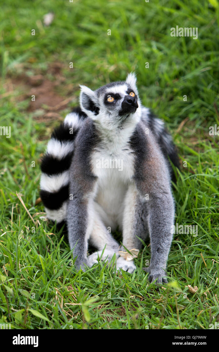 In bianco e nero lemure ruffed Varecia variegata at Woburn Safari Park a Woburn, Bedfordshire, Inghilterra Foto Stock