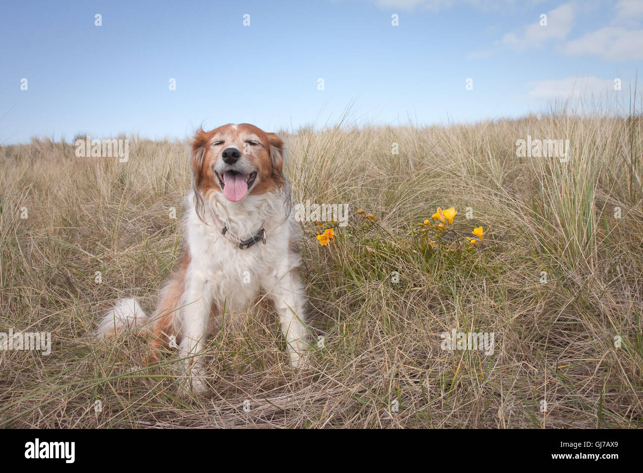 Rosso e bianco soffice cane collie giacente in dune erbe con fiori di primavera su una spiaggia in Nuova Zelanda Foto Stock