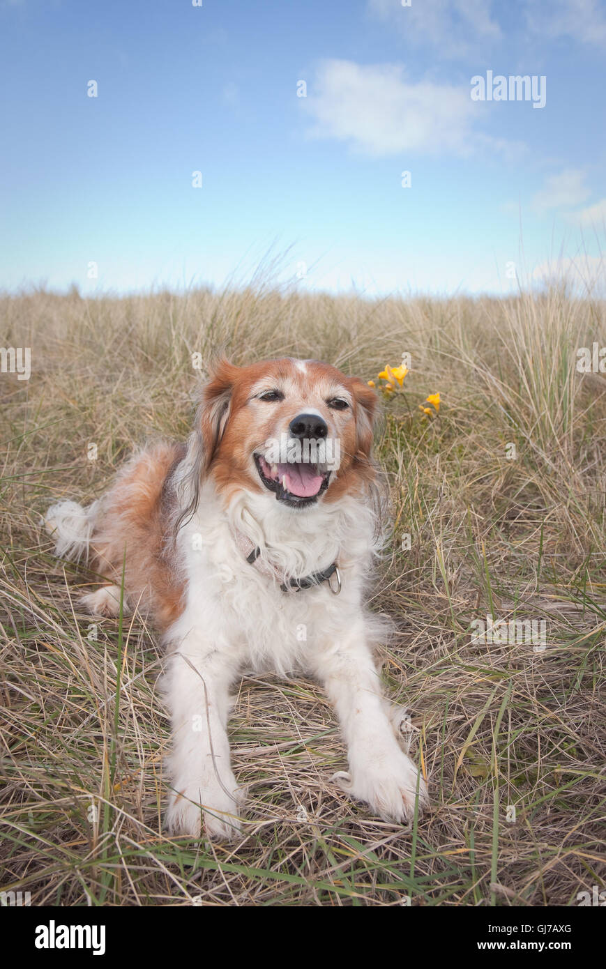 Rosso e bianco soffice cane collie giacente in dune erbe con fiori di primavera su una spiaggia in Nuova Zelanda Foto Stock