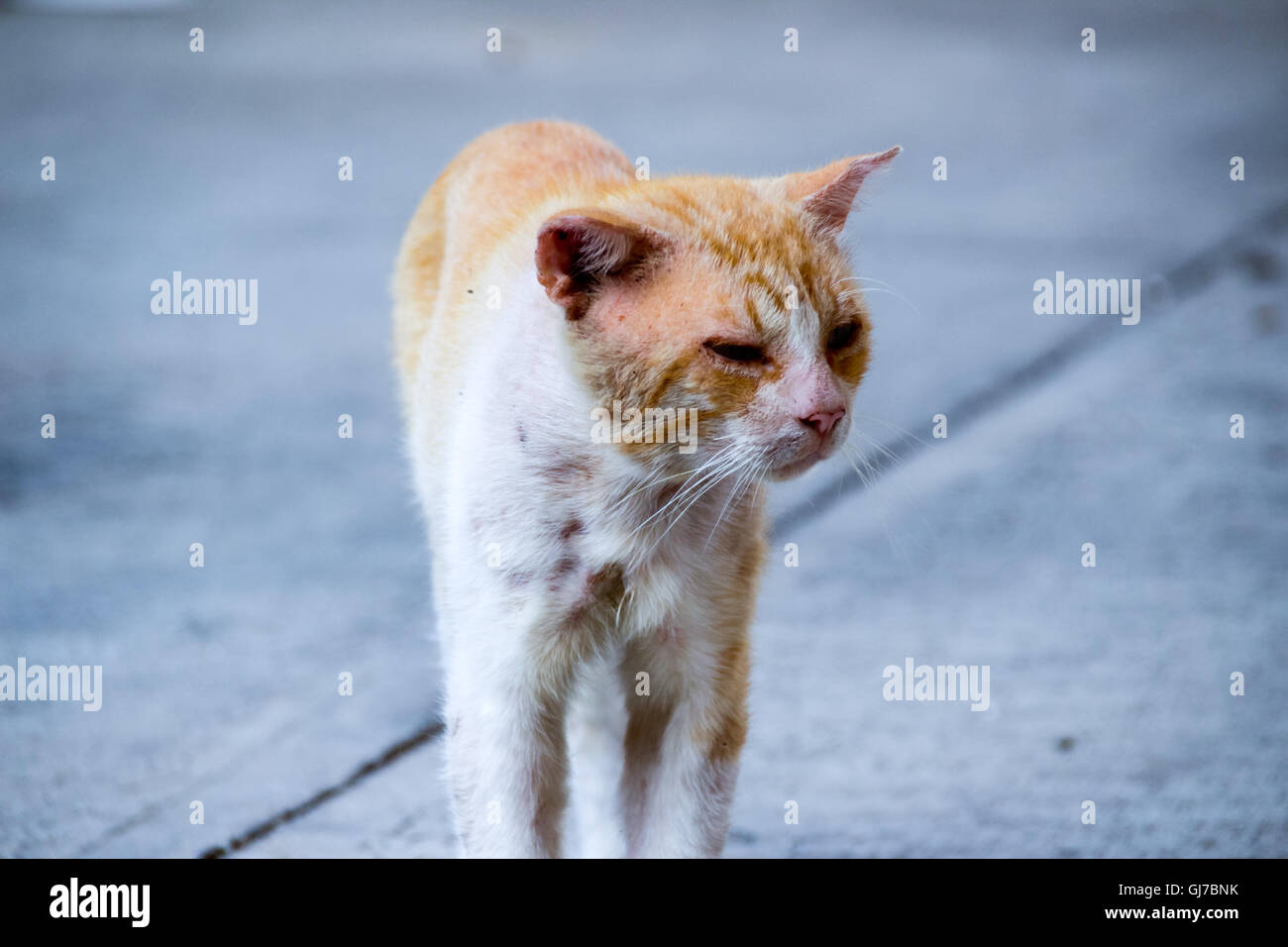 Fotografia di un ferito e triste street cat Foto Stock