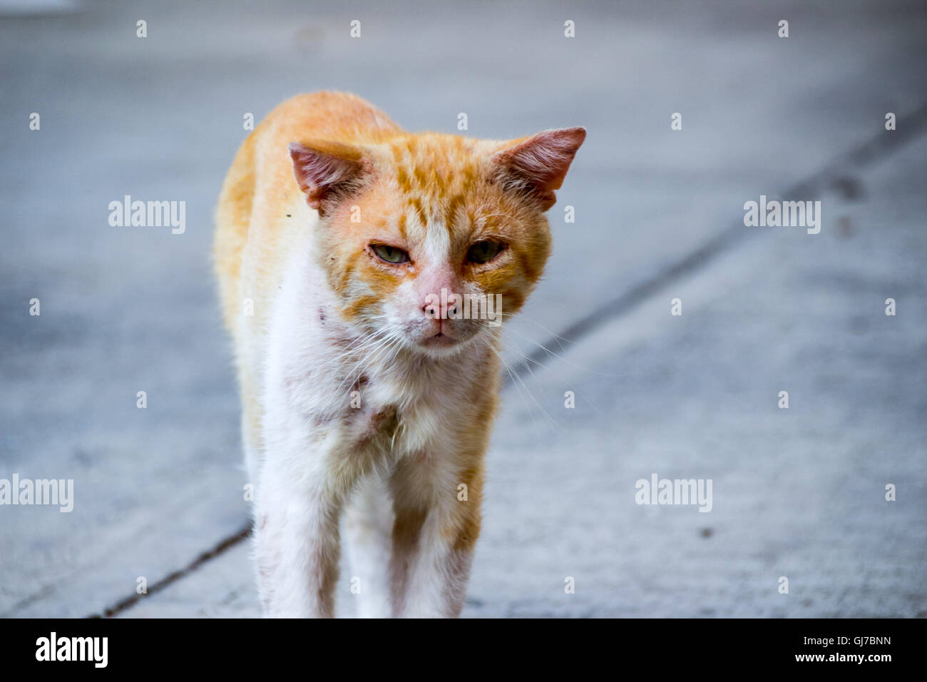 Fotografia di un ferito e triste street cat Foto Stock