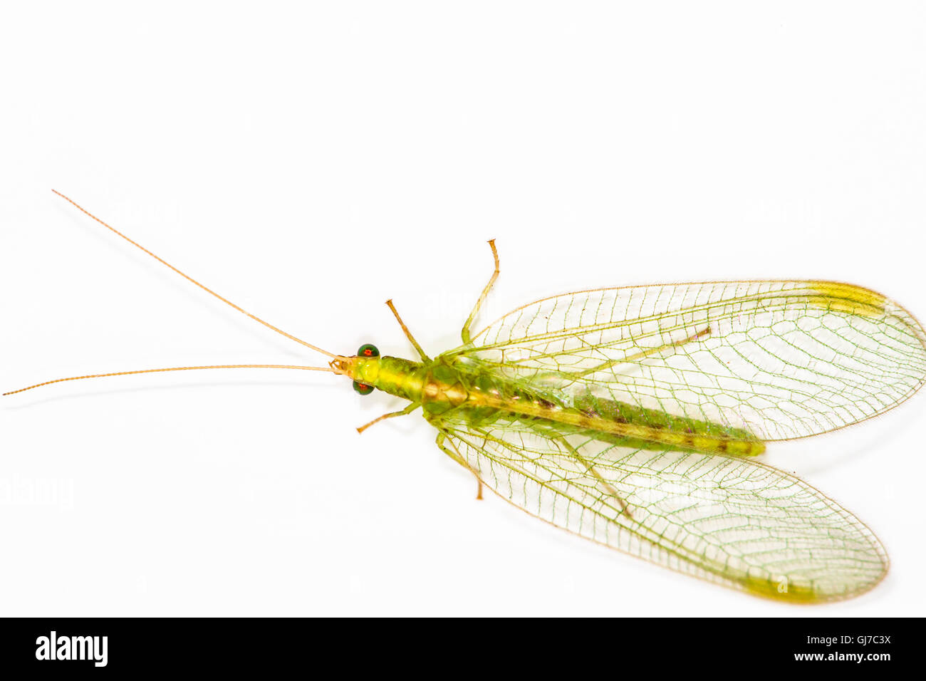 Close up di un Lacewing (Chrysoperla carnea) su uno sfondo semplice, adulti mangiare il polline e la melata ma le larve sono insaziabili p Foto Stock