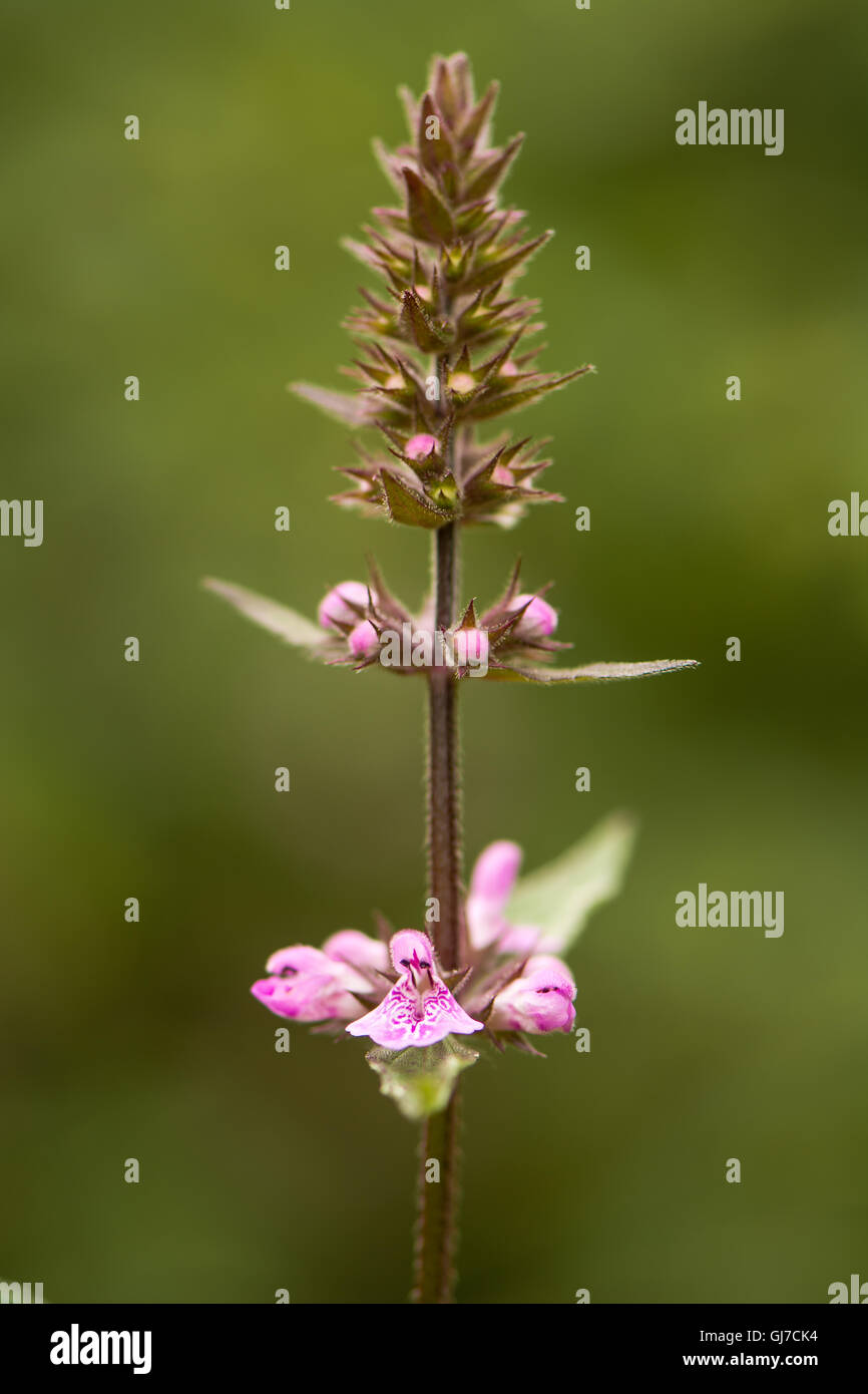 Marsh woundwort (Stachys palustris) fiore spike. Infiorescenza di pianta perenne con fiori di colore rosa, nella famiglia Lippenblütler Foto Stock