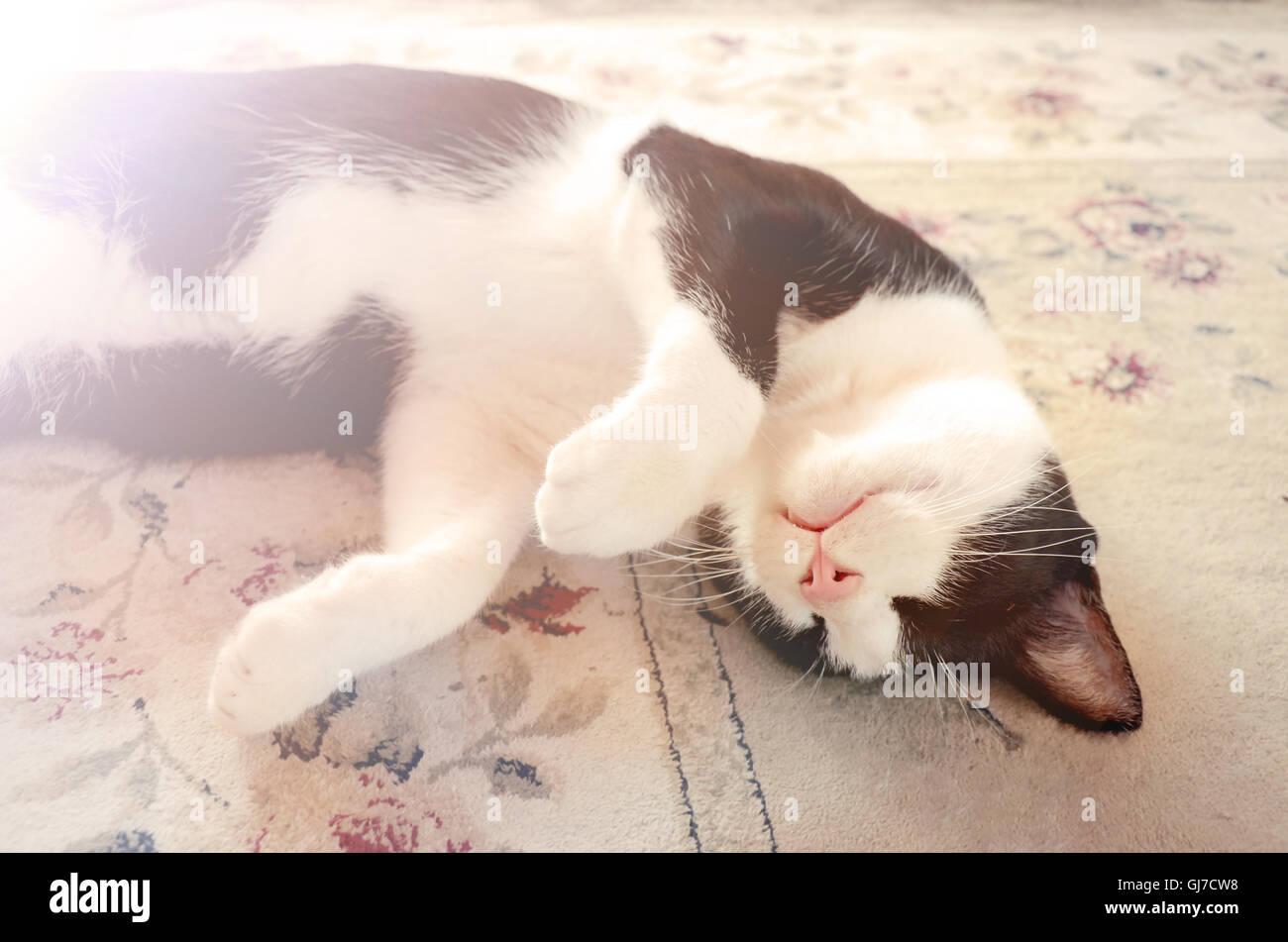 Il gatto domestico in tempo di sonno. Foto Stock
