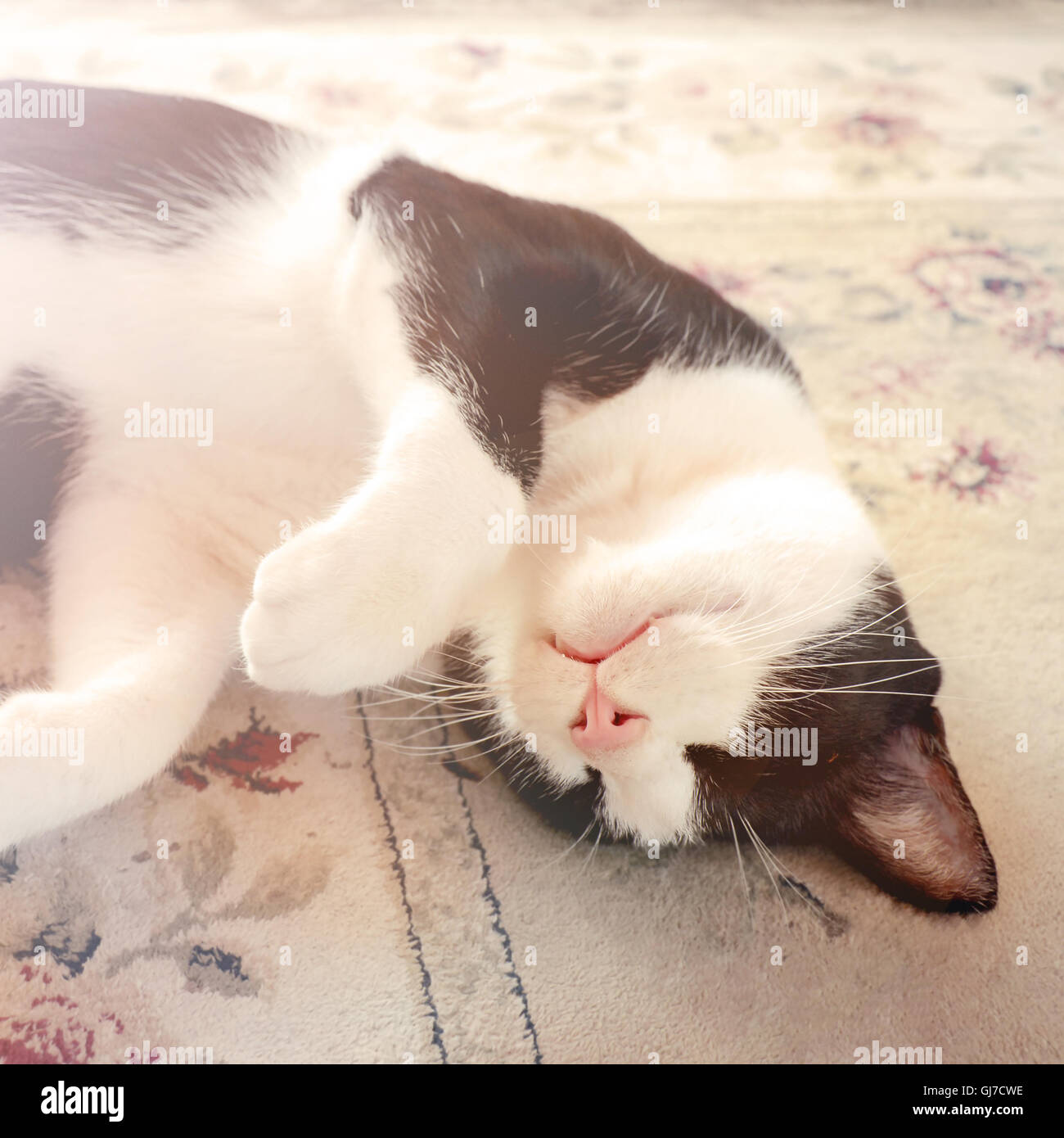 Il gatto domestico in tempo di sonno. Foto Stock