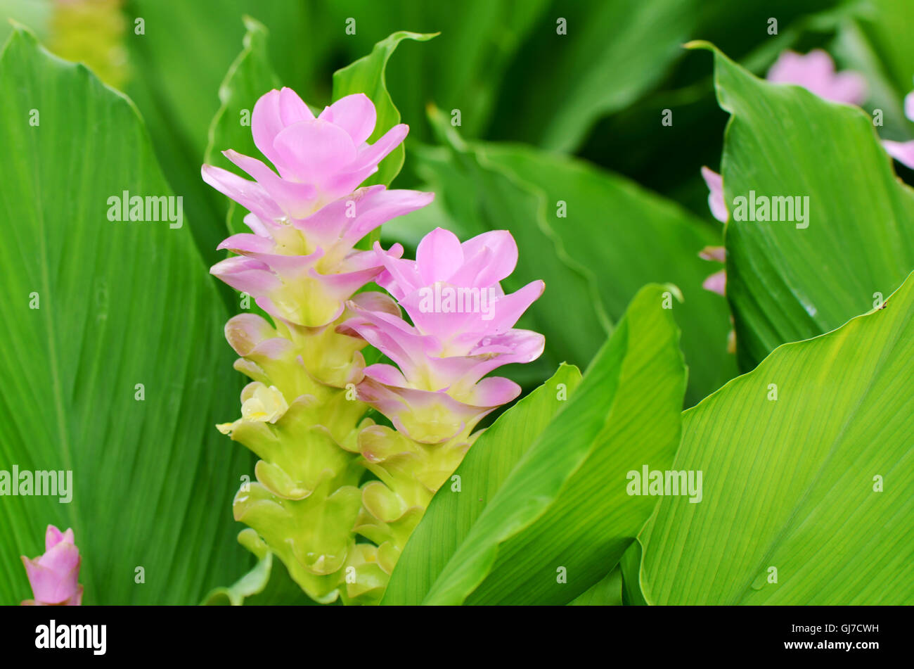 Viola Siam Tulip o Estate Tulip (Curcuma alismatifolia) in tropicale giardino botanico. Foto Stock