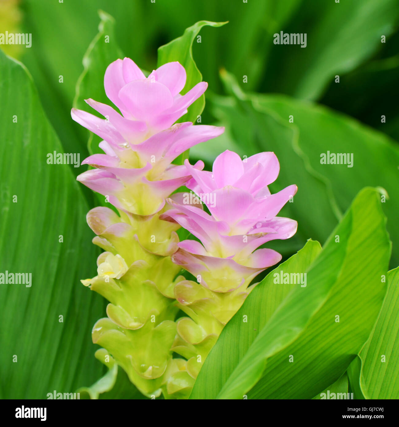 Viola Siam Tulip o Estate Tulip (Curcuma alismatifolia) in tropicale giardino botanico. Foto Stock