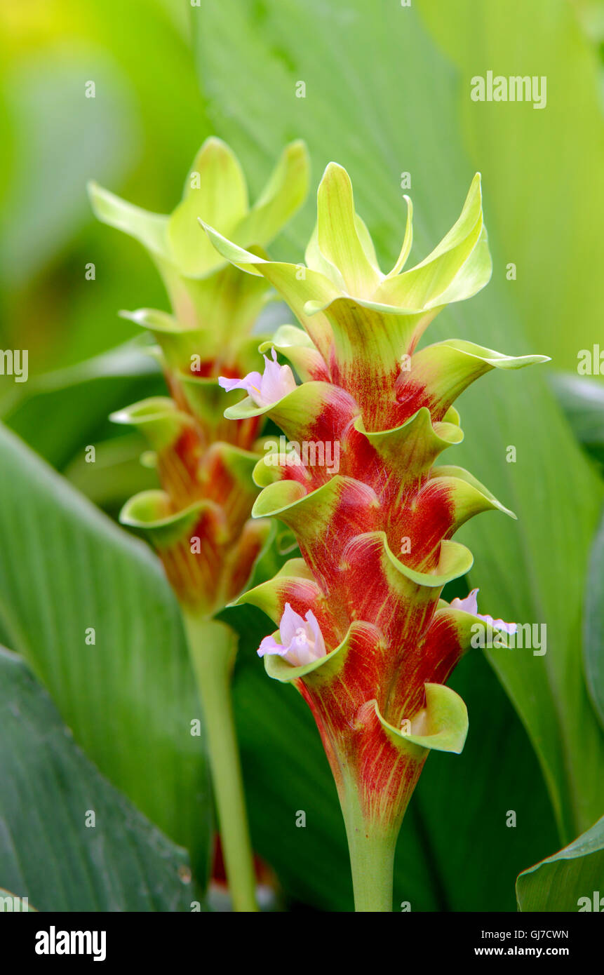 Fancy Siam Tulip o Estate Tulip (Curcuma alismatifolia) in tropicale giardino botanico. Foto Stock
