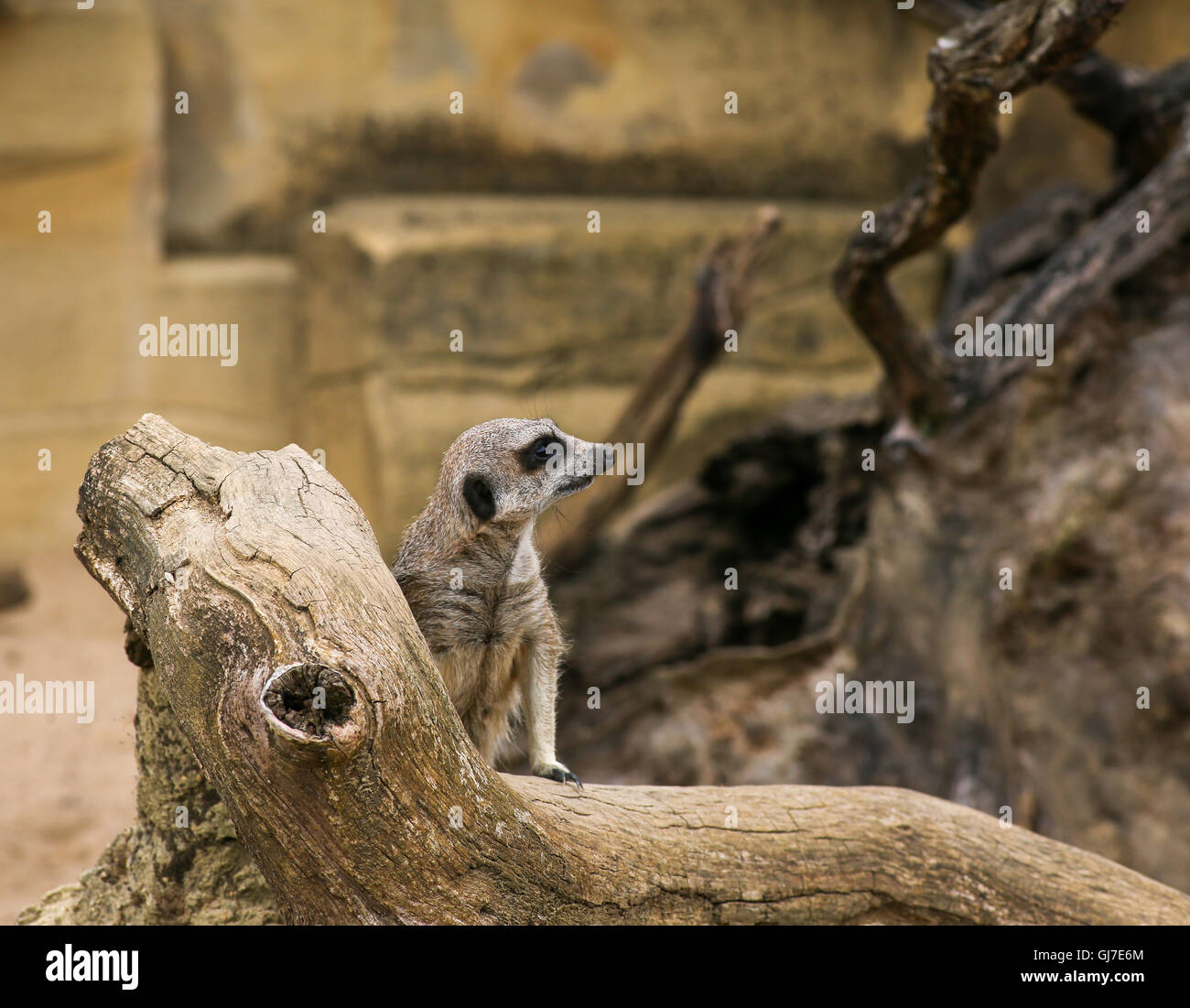 Meerkat Suricata suricatta in piedi e guardare in Zoo sfondo con rocce Foto Stock