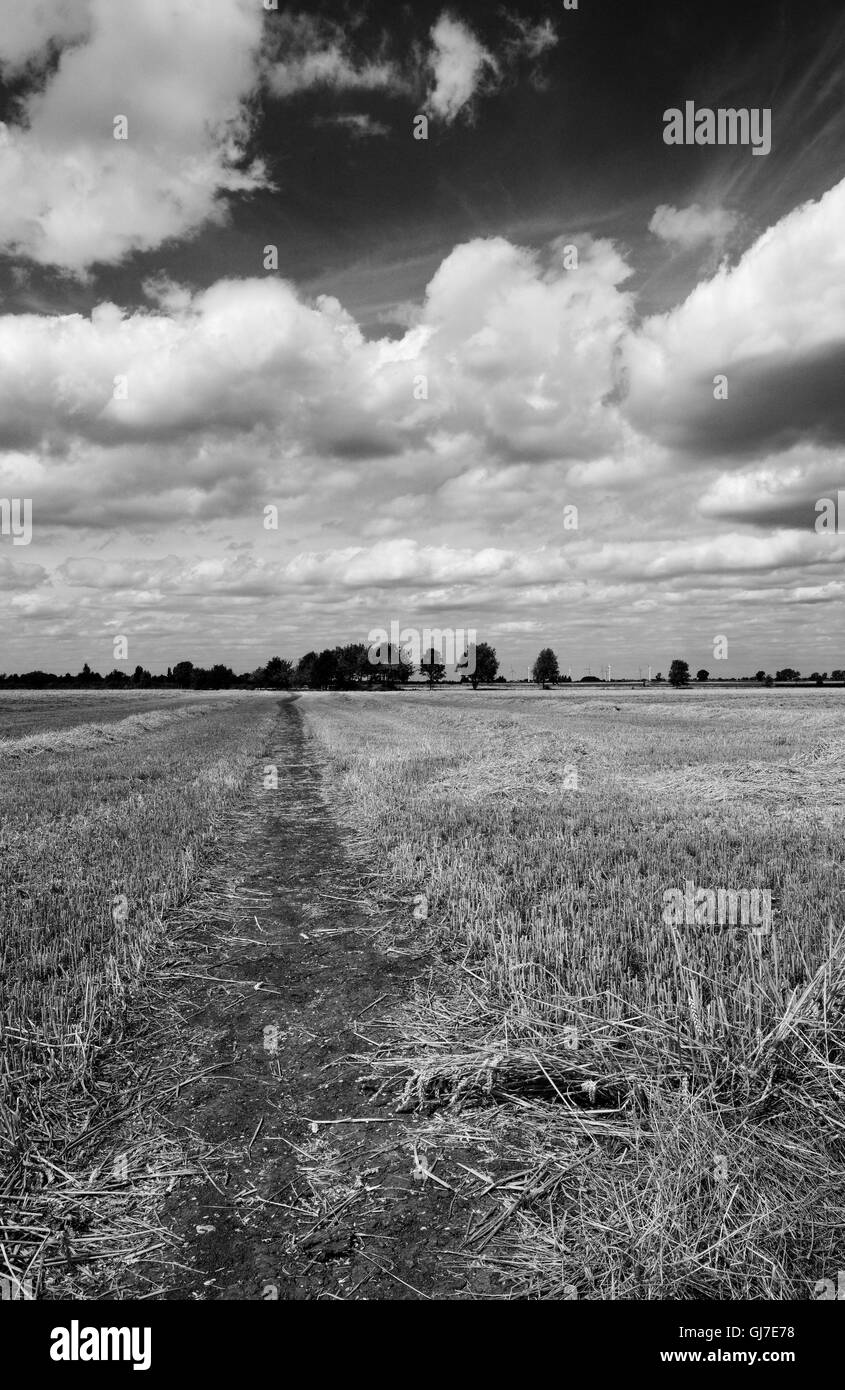 Summer View di un raccolto di recente campo di grano che mostra un sentiero della natura che si estende fino all'orizzonte. Foto Stock