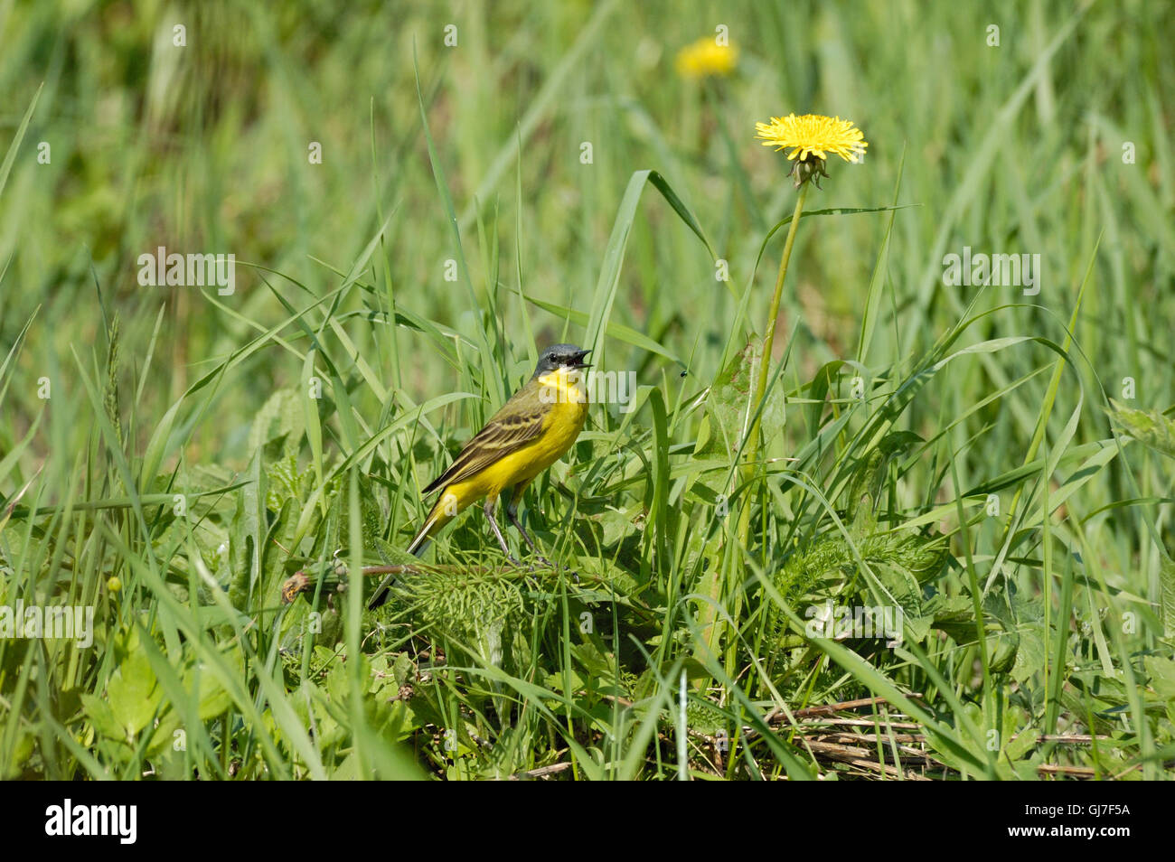 Il canto maschio wagtail giallo (Motacilla flava) a prato estivo. Vicino a Mosca, Russia Foto Stock