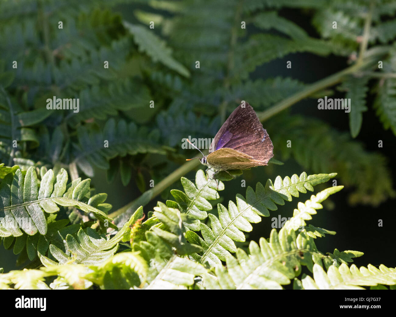 Femmina Hairstreak viola farfalla sulla bracken a Reigate Heath, Surrey Foto Stock