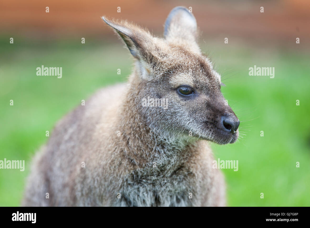 Colpo alla testa di un wallaby Foto Stock