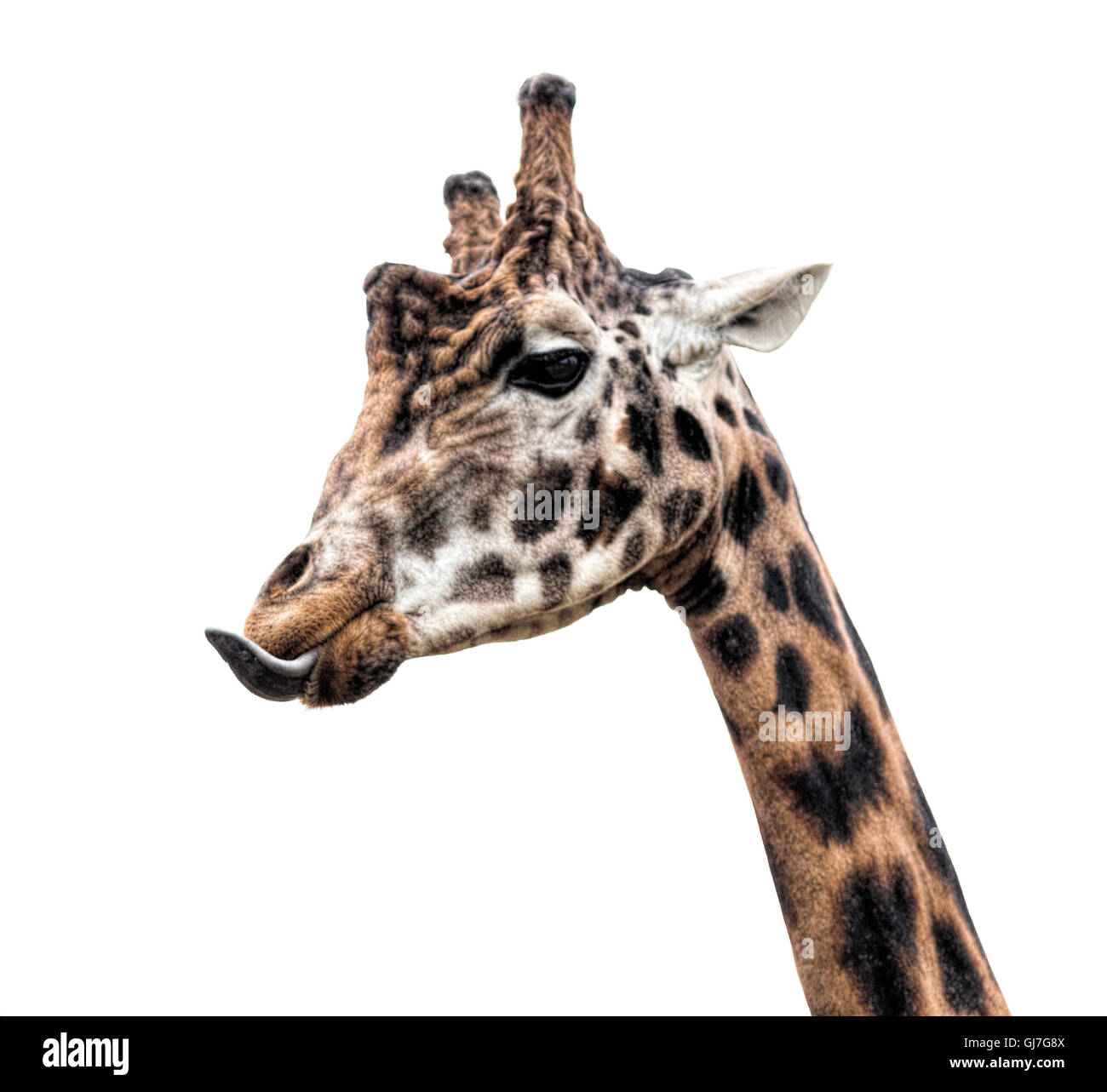 La giraffa isolato su bianco Foto Stock