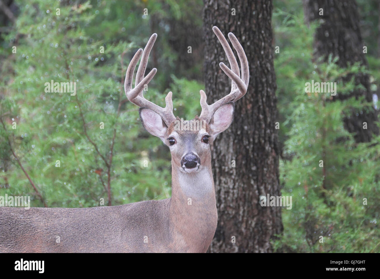 Texas whitetailed cervo maschio di buck Odocoileus virginianus con 8 punto palchi coperta in velluto Foto Stock