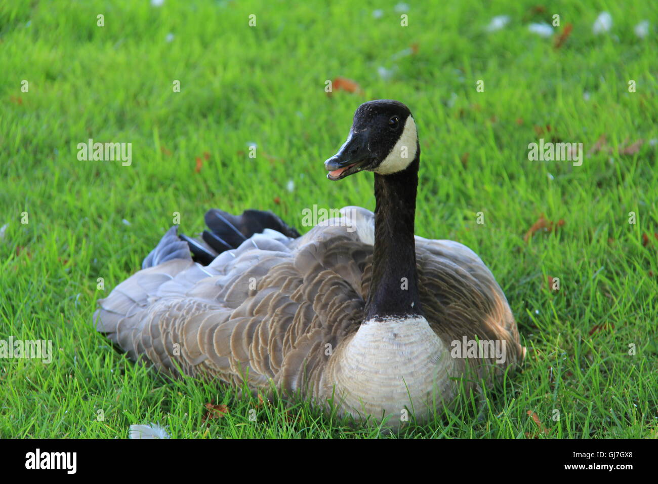 Canada Goose riposo, vita selvaggia, natura Foto Stock