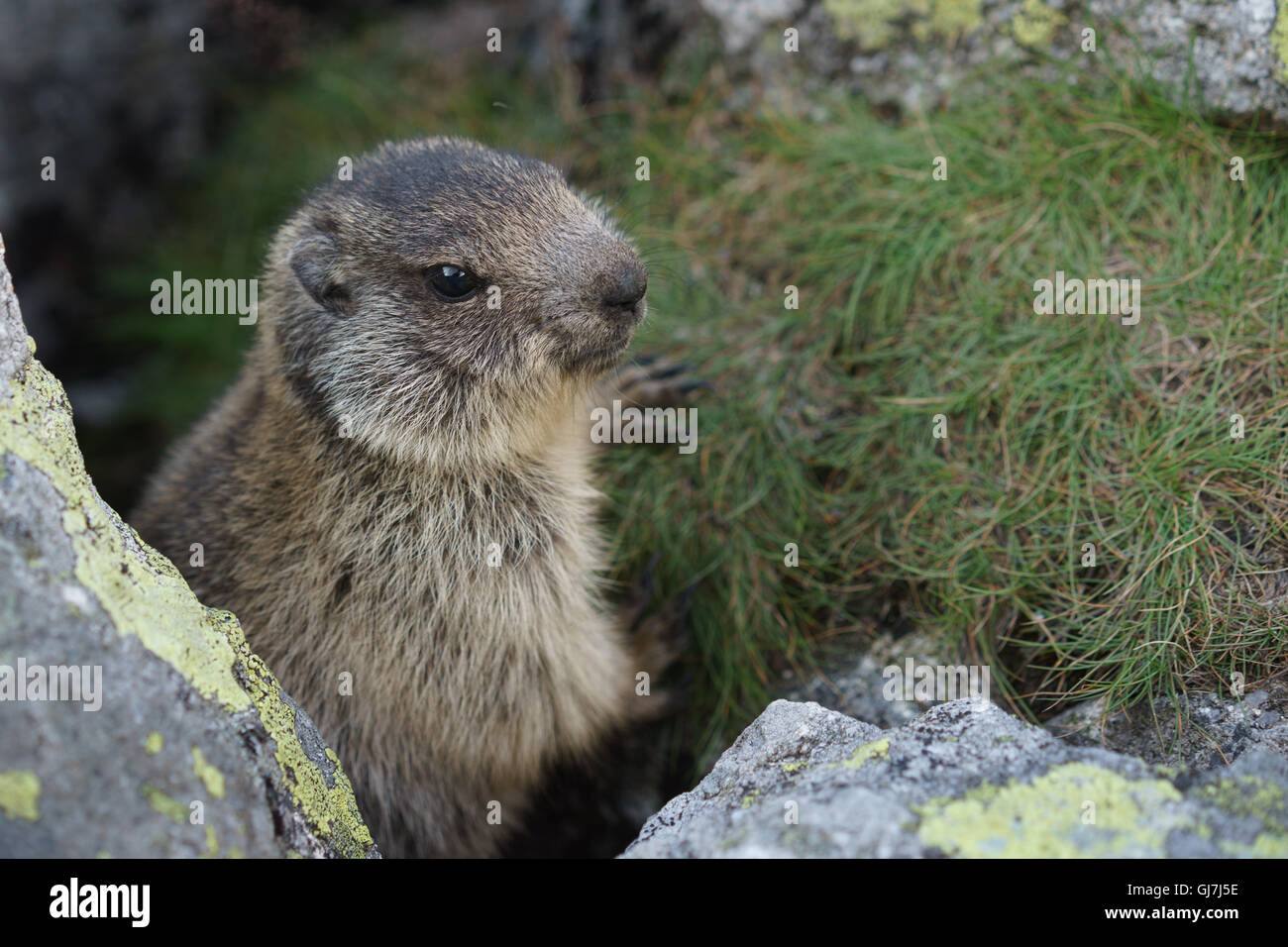 Curioso marmotta guardando un essere umano. Foto Stock