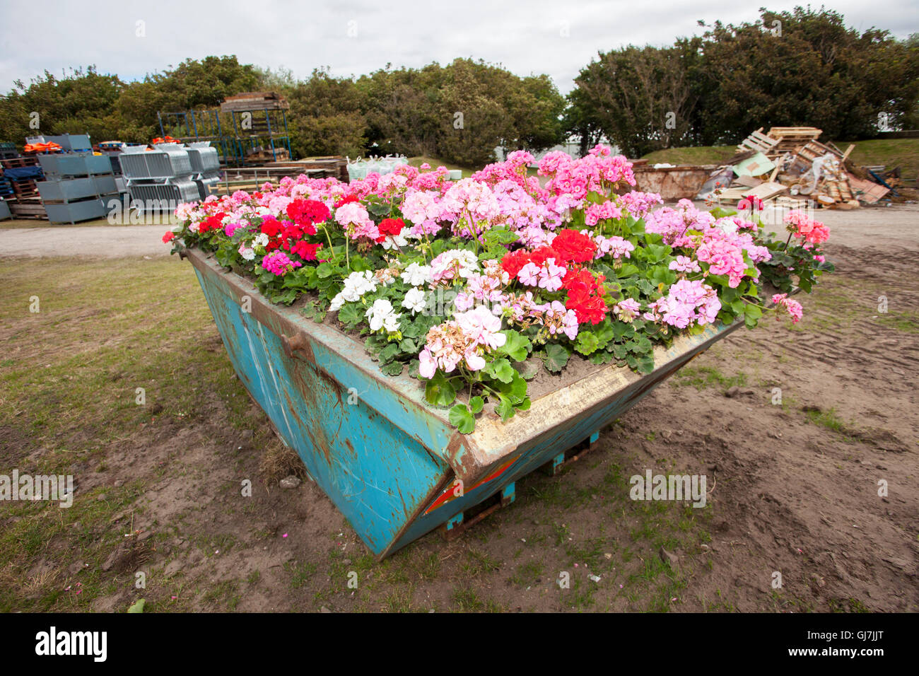 Un insolito scala grande piantagione di fiori d'estate, con gerani a copertura di un metallo blu costruttori saltare, Southport, Regno Unito Foto Stock