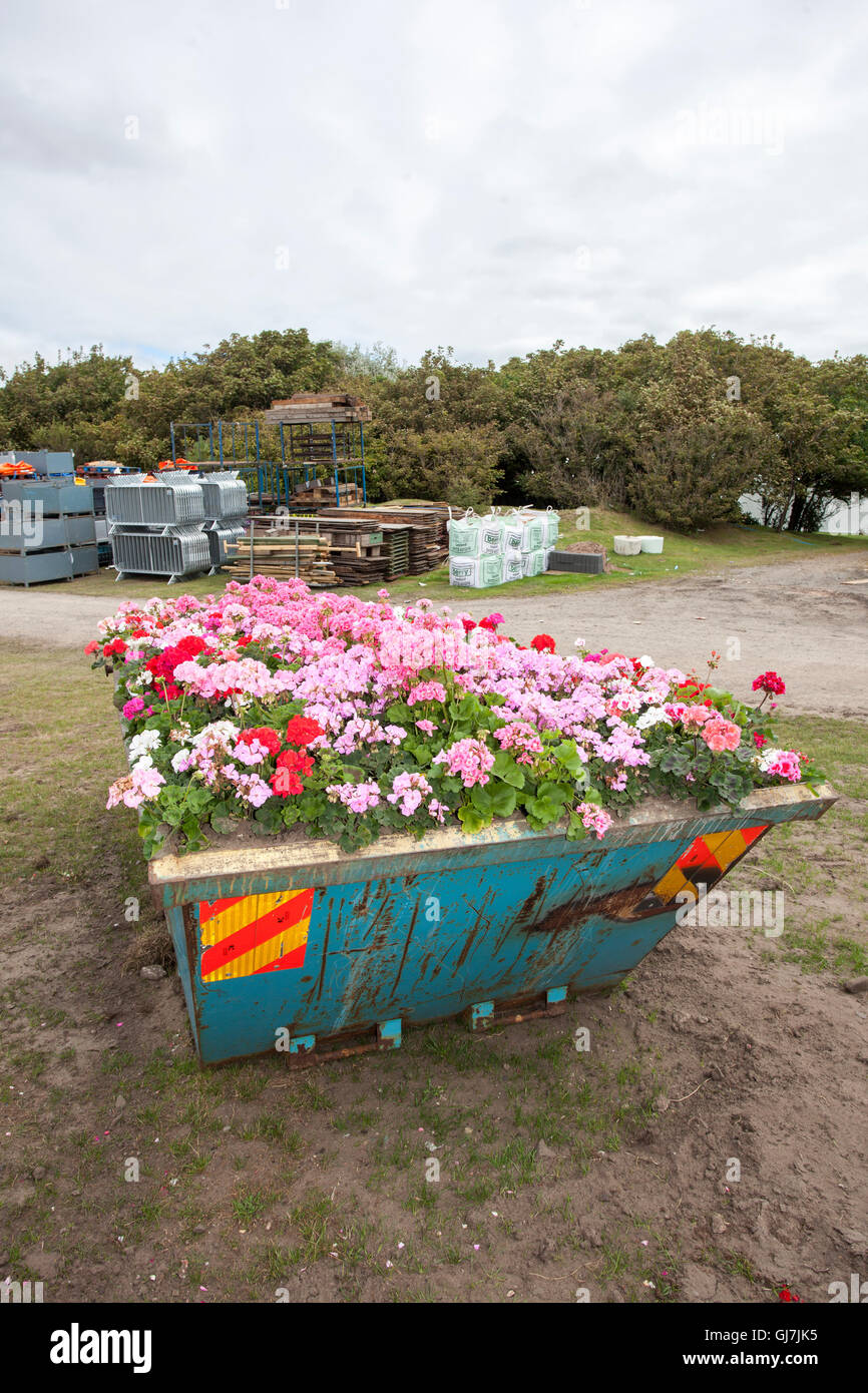 Un insolito scala grande piantagione di fiori d'estate; un metallo grande piantatrice con gerani a copertura di un blu costruttori industriali saltare, Southport, Regno Unito Foto Stock