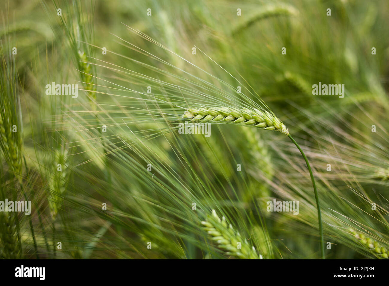 La maturazione di orzo in un campo. Foto Stock