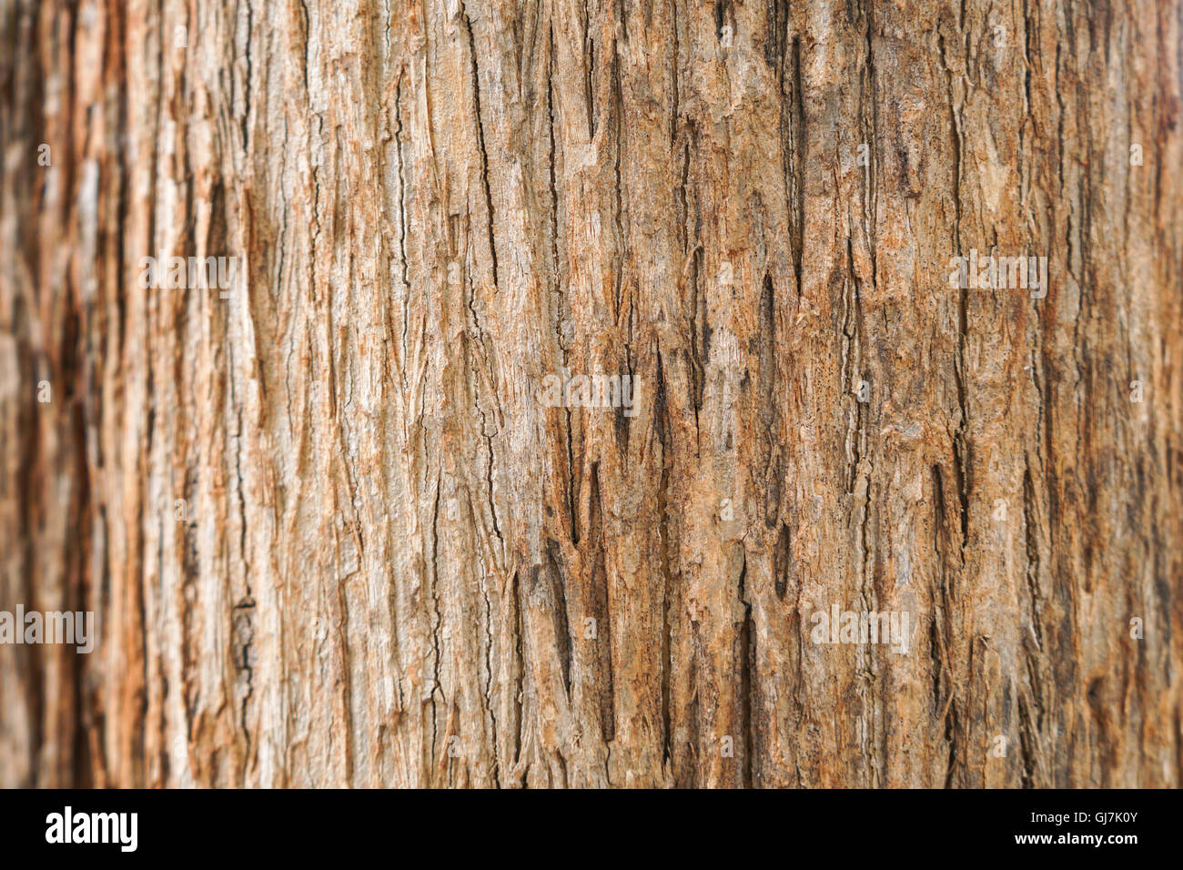 Teak di corteccia di albero texture Foto Stock