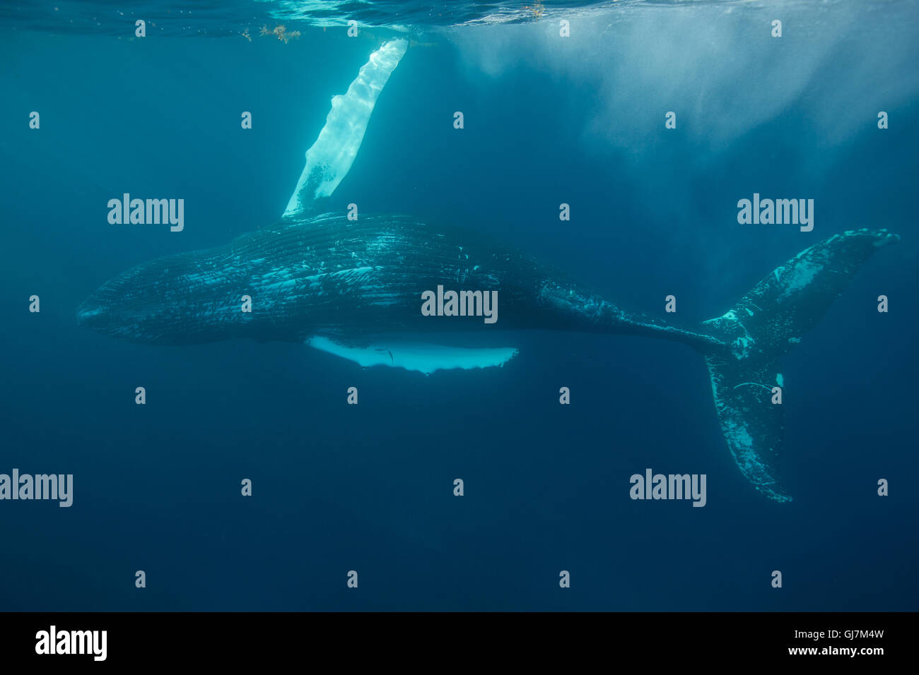 Un Humpback Whale gioca sotto la superficie dell'Oceano Atlantico. Questa massiccia cetacean è elencato come "minacciate" dalla IUCN. Foto Stock