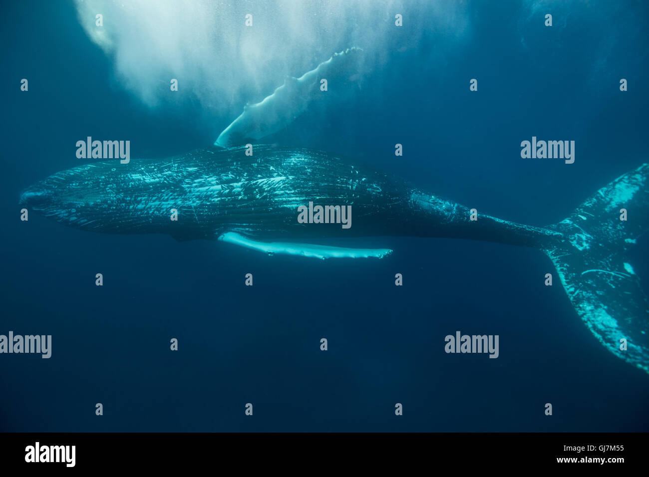 Un Humpback Whale rotoli vicino alla superficie dell'Oceano Atlantico. Questa massiccia cetacean è elencato come "minacciate" dalla IUCN. Foto Stock