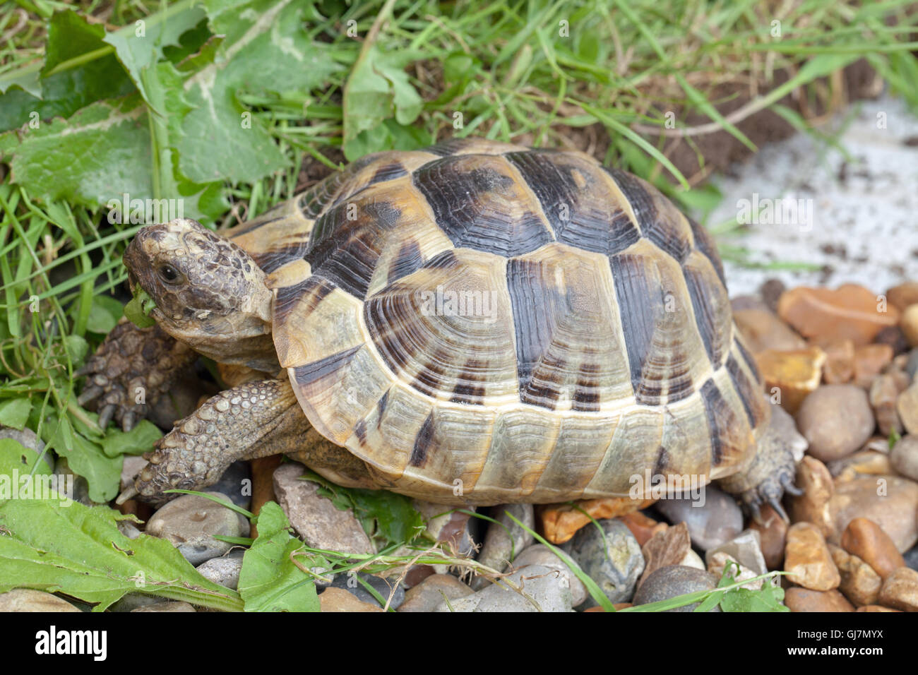 Sperone mediterraneo-thighed tartaruga (Testudo graeca). Allevati in cattività i giovani. Anche, liscio carapace arrotondato, anelli di crescita su scutes. Foto Stock