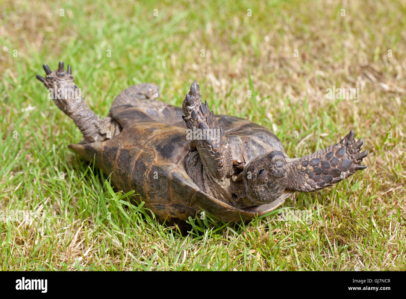 Sperone mediterraneo-thighed tartaruga (Testudo graeca). Riflesso di raddrizzamento azione. Utilizzando la testa, il collo e gli arti, dondolo sinistra e destra. Foto Stock