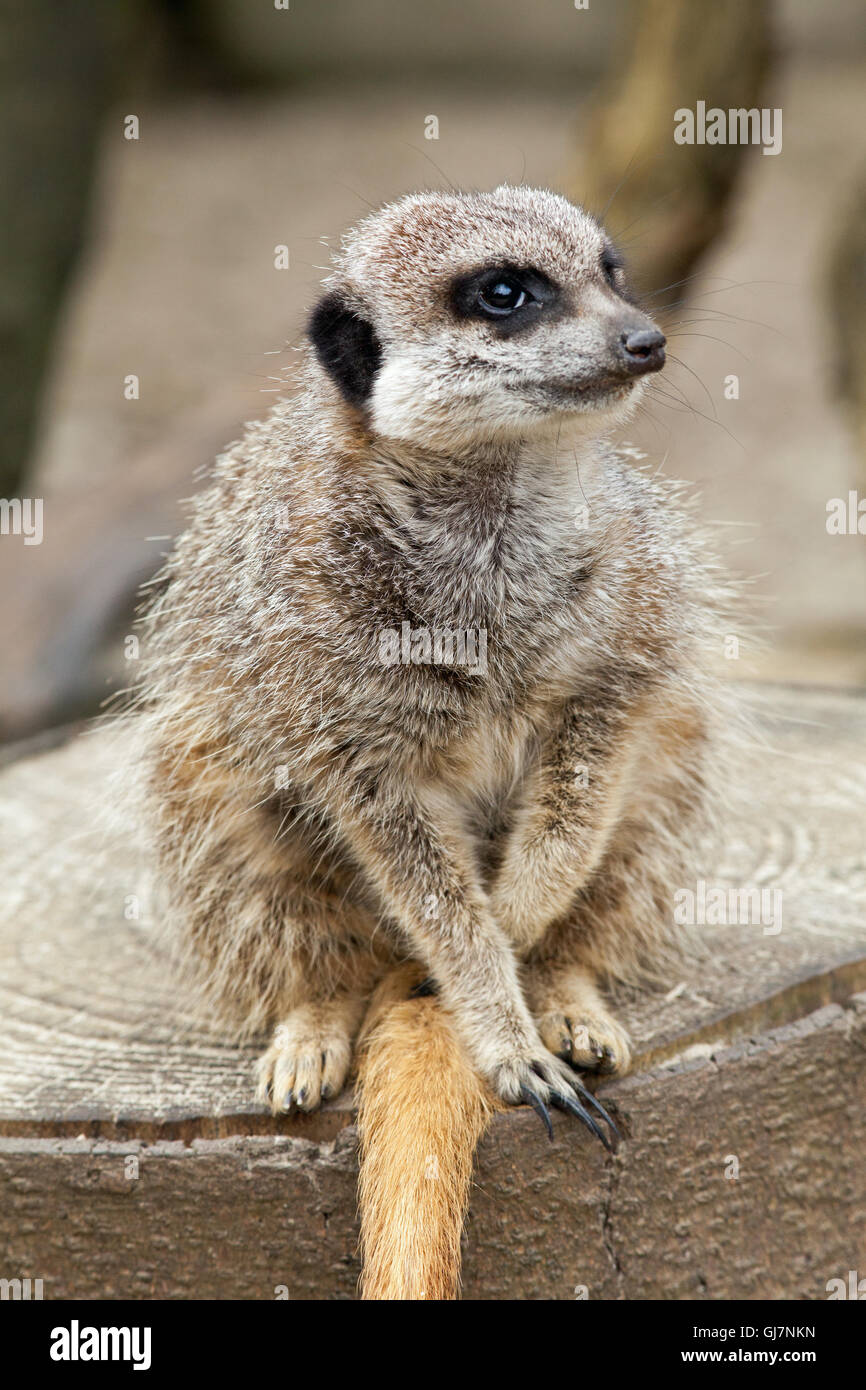 Meerkat o Suricate (Suricata suricatta). Foto Stock